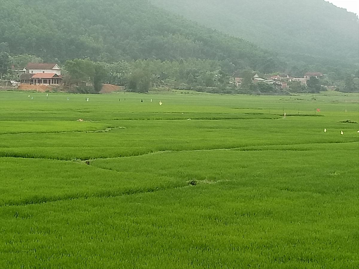 Phong Nha Rice Field Homestay Buitenkant foto
