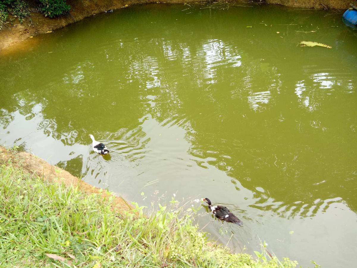 Phong Nha Rice Field Homestay Buitenkant foto