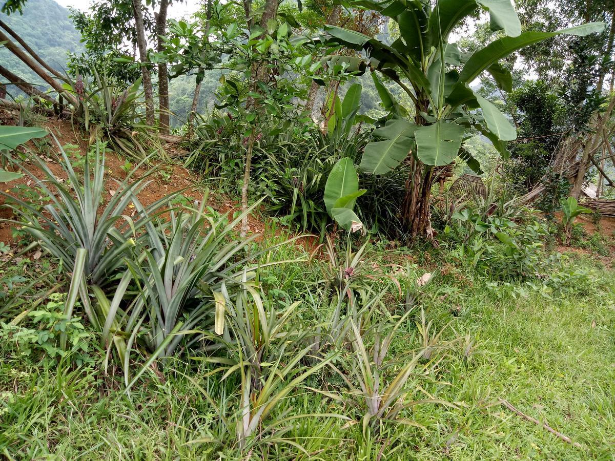 Phong Nha Rice Field Homestay Buitenkant foto