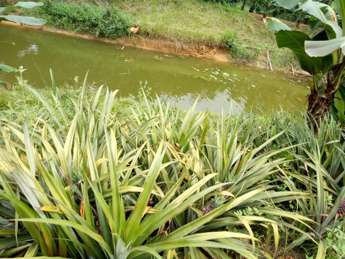 Phong Nha Rice Field Homestay Buitenkant foto