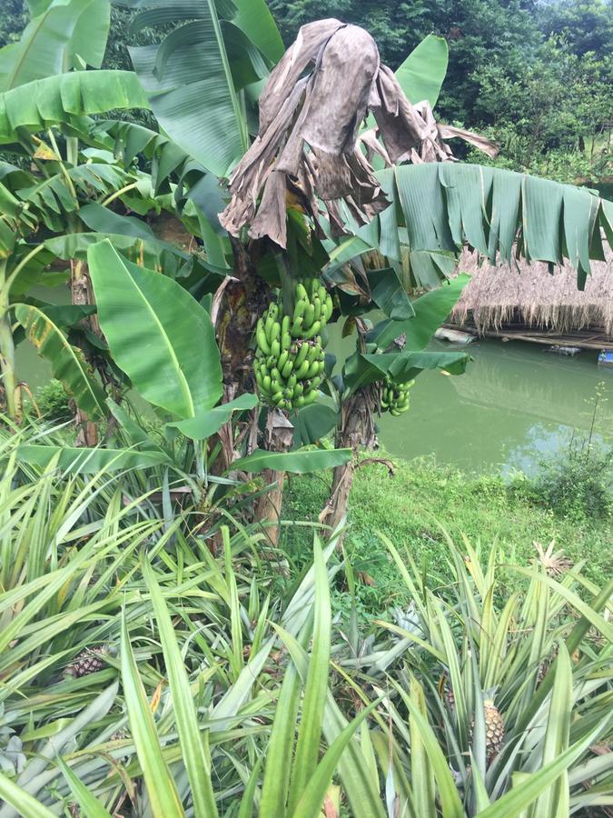 Phong Nha Rice Field Homestay Buitenkant foto